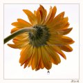 08 - Gerbera